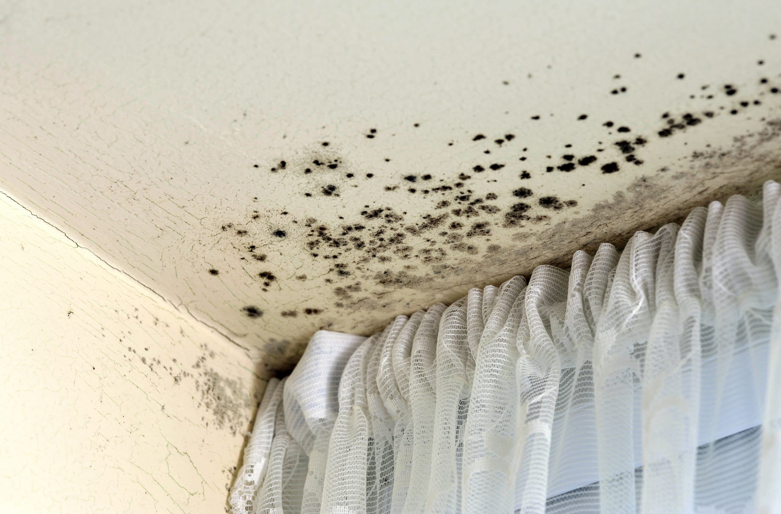 Don't Be Controlled By the Mould: Complete Prevention & Removal Guide